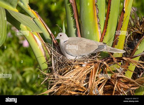 Collared dove nest hi-res stock photography and images - Alamy