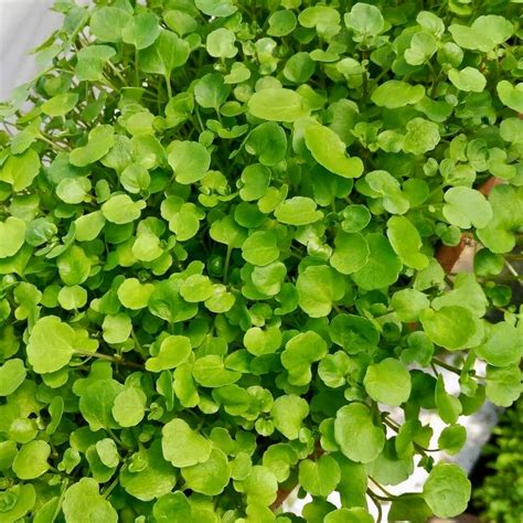 Watercress Seeds, Herb Seeds#011 – Mays Garden Seed