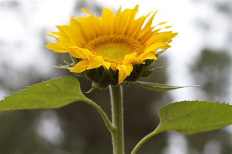 Free Images : nature, leaf, flower, petal, produce, botany, yellow, flora, sunflower, wildflower ...
