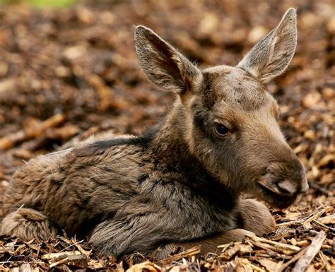 Baby moose is waiting for his Mama to come back. | Moose, Animals, Cute animals