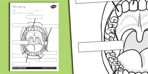 Teeth Labeling Worksheet (Teacher-Made)