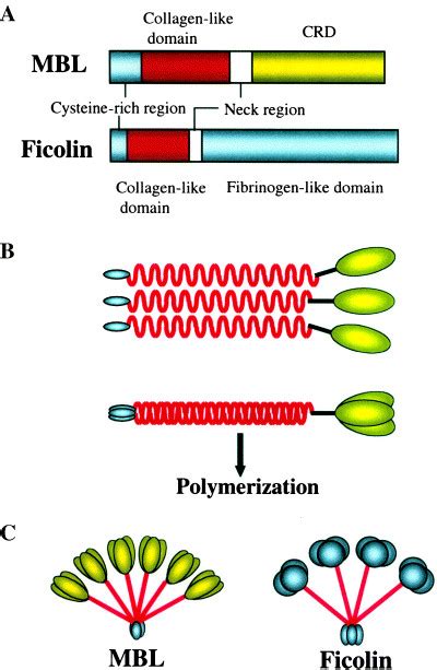 Domain and oligomeric structure of mannose-binding lectin (MBL) and... | Download Scientific Diagram