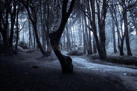 Dark Night Forest. Night in Old Woodland Stock Image - Image of horror ...