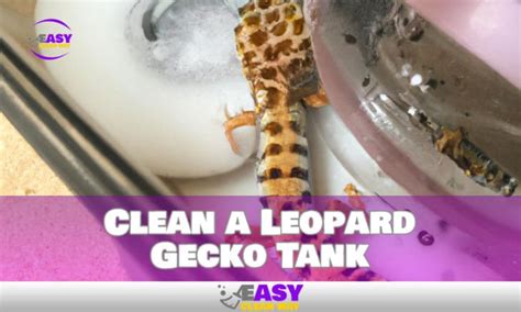 Clean a Leopard Gecko Tank to Keep it's Looking Best