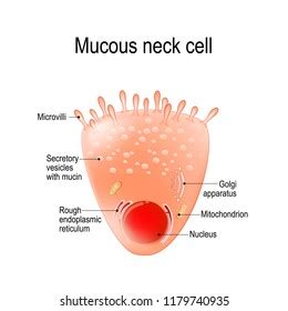 34 Foveolar Cells Images, Stock Photos & Vectors | Shutterstock