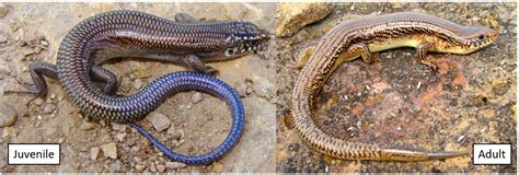 Can Garden Skinks Swim | Fasci Garden