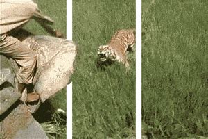 Bengal Tiger GIFs - Find & Share on GIPHY