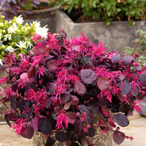 Jazz Hands Bold® - Chinese fringe-flower - Loropetalum chinense ...