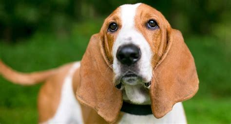 Basset Hound Names - 350 Ideas For Naming Your Basset