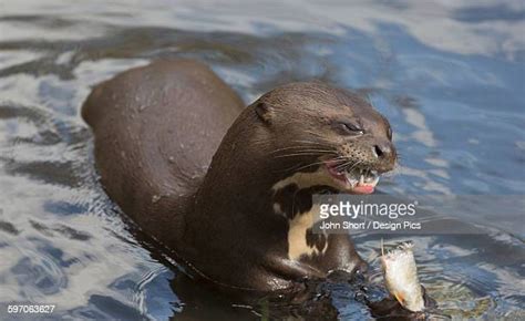 84 Sea Lion Eating Stock Photos, High-Res Pictures, and Images - Getty ...