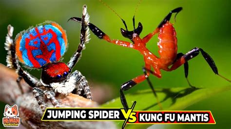 Pertarungan KUNG FU MANTIS VS JUMPING SPIDER, Manakah yang Memiliki ...