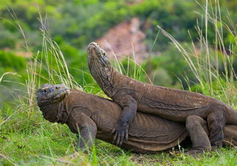 Komodo dragons, Komodo National Park, Flores Island, Indoneseia. The Komodo National Park ...