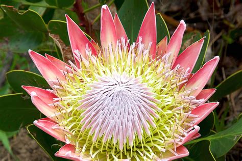 King Protea National Flower Of South Africa | Best Flower Site