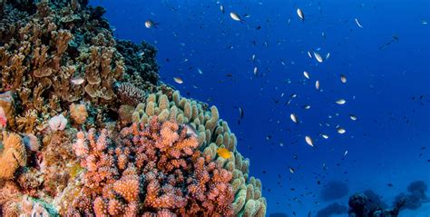 cairns-great-barrier-reef - Scuba dive liveaboard