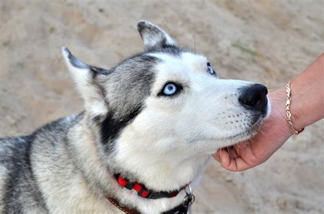 Siberian Husky Blue Eyes | What is the rarest Husky eye color?