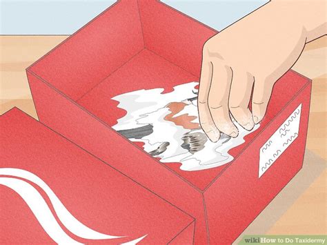 3 Ways to Do Taxidermy - wikiHow