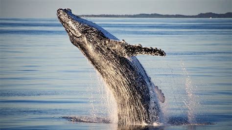 Tasman Venture Whale Watching Hervey Bay | Visit Fraser Coast