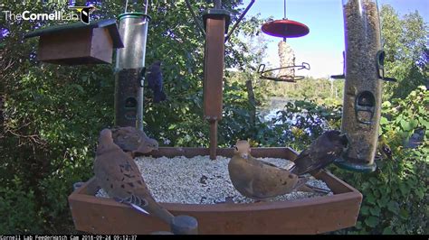 Cornell Lab FeederWatch Cam Bustling On Beautiful Autumn Morning – Sept 24, 2018 - YouTube