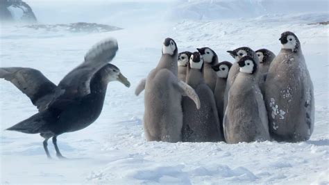 Emperor Penguin Predators