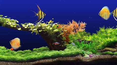 Freshwater Aquarium ★ 2K Screensaver ★ 3 FishTanks ★ WQHD 60fps ...