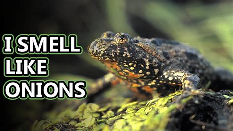 Fire Belly Toad facts: stomachs are lit | Animal Fact Files - YouTube