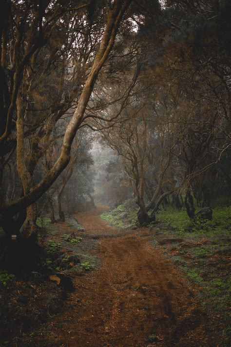 Foggy forest, trees and animals on Behance