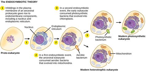 Biochemical Evidence of Evolution — Overview & Examples - Expii