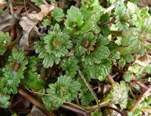 Henbit: Pictures, Flowers, Leaves & Identification | Lamium amplexicaule