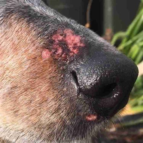 What Can I Put On My Dogs Sores For Relief And Healing?