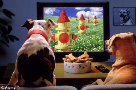 TV Shows Just For Dogs, Is It Real - Petsecure