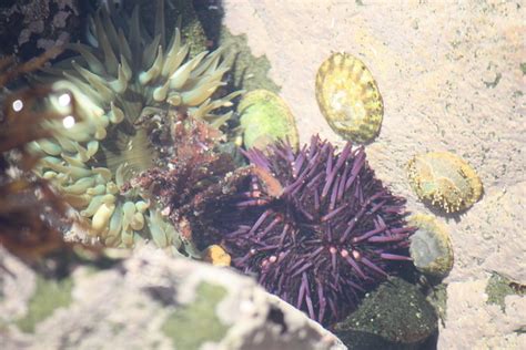 Sea Urchin in Natural Habitat | Flickr - Photo Sharing!