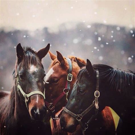 hello-moment-s | Horses, Horse photography, Pretty horses