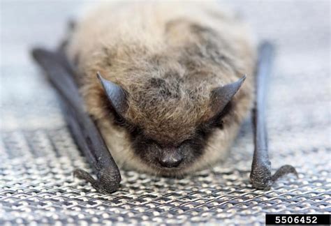 Little Brown Bat - Myotis lucifugus - NatureWorks