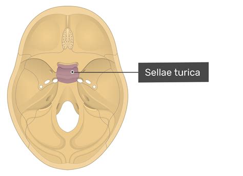 Sphenoid Bone Anatomy, Sphenoid Bone Location Structure Function ...