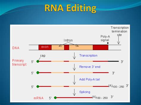 PPT - DNA & RNA The Molecular Basis of Inheritance PowerPoint Presentation - ID:5687194