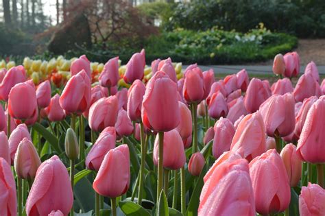 Free photo: Pink Tulips - Blooming, Flower, Fragrance - Free Download - Jooinn