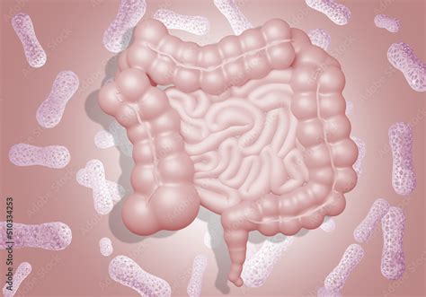 Gram-positive anaerobic bacteria. Gastro intestinal tract. Background ...