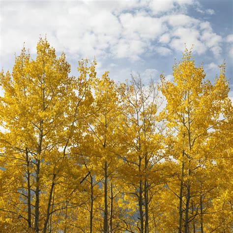 Aspen trees in Fall color stock image. Image of autumn - 2046353