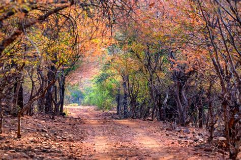 Landscape of Ranthambore, India. Road and Forest Stock Image - Image of ...