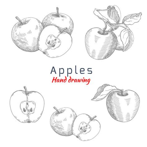 Apple Tree Outline Drawing Illustrations, Royalty-Free Vector Graphics ...