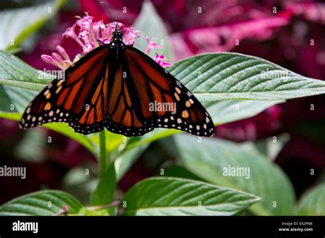 Monarch butterfly at Purdy Butterfly House, Huntsville Botanical Garden ...