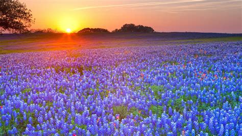 🔥 [40+] Texas Bluebonnets Desktop Wallpapers | WallpaperSafari