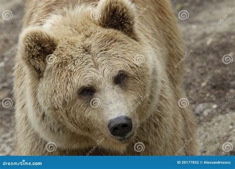 Female brown bear stock photo. Image of female, closeup - 20177852