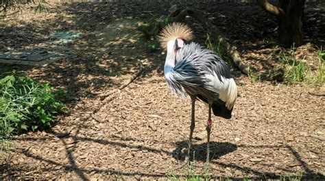 Premium Photo | Beautiful single crane bird with funny yellow hair close up