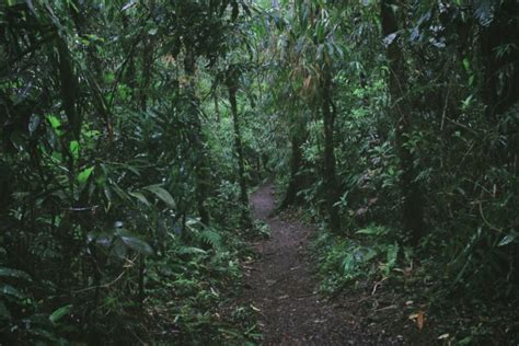 Lost in the Borneo Jungle: A Survival Story - Slight North