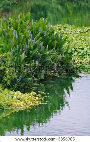 Lush Vegetation And Aquatic Plants In Florida Wetland Pond Stock Photo ...