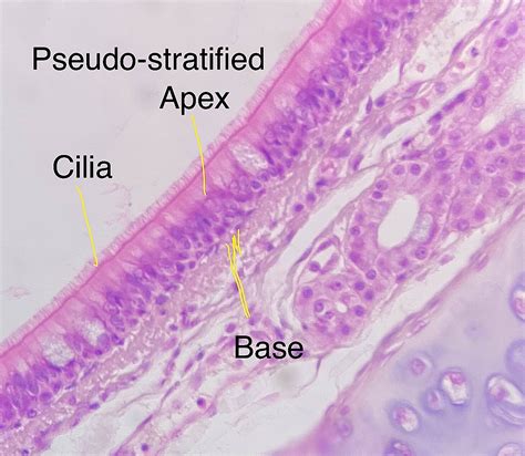 pseudostratified columnar epithelium