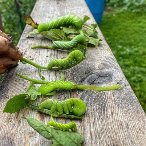 How to Kill Tomato Hornworms Organically + Prevention Tips - Simplify ...