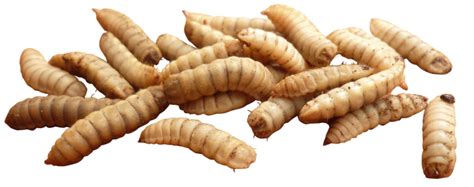 Maggot Insect PNG Image | PNG All