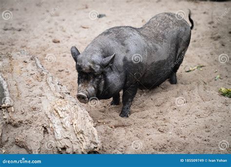 Black Iberian Pig Standing Alone on Sands Stock Image - Image of pairi, nature: 185509749